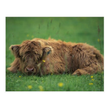 United Kingdom, Scotland. Highland calf Post Cards