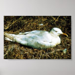 Untitled Poster