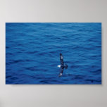 Untitled Poster