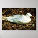 Untitled Print