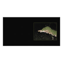 Unusual Vegetation in the Woods. Picture Card