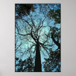 Up the Tree Poster