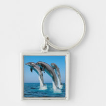 Up Up Up Dolphins Key Chains