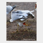 Upside-Down Gull posters