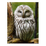 Ural Owl perched on a limb Postcard