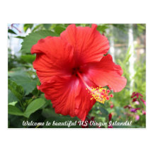 US Virgin Islands - Hibiscus Postcard