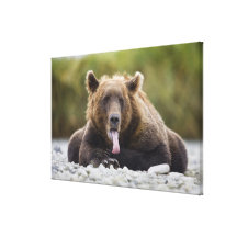 USA, Alaska, Katmai National Park, Kukak Bay, Stretched Canvas Prints