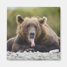 USA, Alaska, Katmai National Park, Kukak Bay, Fridge Magnet