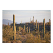 USA, Arizona, Sonoran Desert, Ajo, Ajo 2 Photo Art