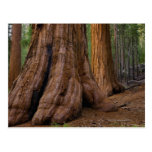 USA, California, Giant Sequoia tree Postcard