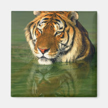 USA, California, Los Angeles County. Bengal Magnet