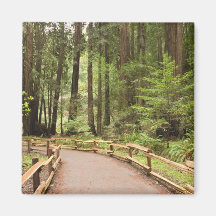 USA, California, Marin County, Muir Woods Magnets