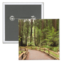 USA, California, Marin County, Muir Woods Pins