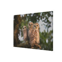 USA, Florida, Viera Wetlands. Three barred Canvas Print