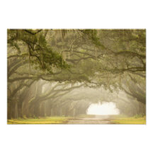USA, Georgia, Savannah, An oak lined drive in Art Photo