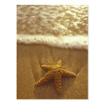 USA, Hawaii, Maui, Maui, Kihei, Starfish and Postcards