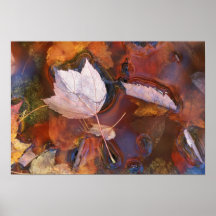 USA, Northeast, Fall leaves in puddle with Poster