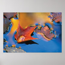 USA, Northeast, Maple Leaf in Reflection Print