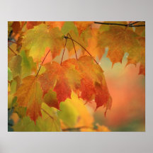 USA, Northeast, Maple Leaves in Rain. Credit as: Print