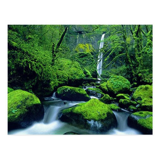 USA, Oregon, Columbia River Gorge National 2 Post Card