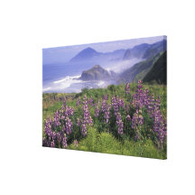USA, Oregon, Nesika Beach. Lupine and Oregon Gallery Wrap Canvas