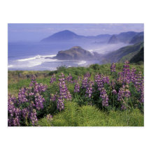 USA, Oregon, Nesika Beach. Lupine and Oregon Post Card