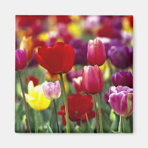 USA, Oregon, Willamette Valley. Beautiful Refrigerator Magnet