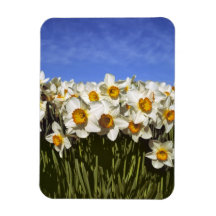 USA, Oregon, Willamette Valley. Daffodils grow Vinyl Magnets