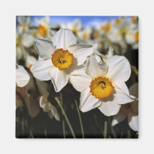 USA, Oregon, Willamette Valley. Daffodils Refrigerator Magnets