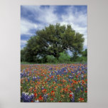 USA, Texas, Marble Falls Paintbrush and Poster