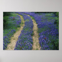 USA, Texas, near Marble Falls, Tracks in blue Poster
