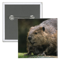 USA, Washington, Northwest Trek. Beaver Pinback Button