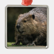 USA, Washington, Northwest Trek. Beaver Ornament