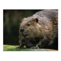 USA, Washington, Northwest Trek. Beaver Postcard