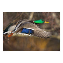 USA, Washington State, Mallard, male, flight. Photo