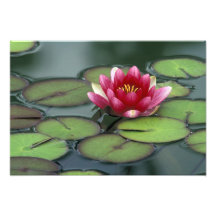 USA, Washington State, Seattle. Water lily and Photo Art