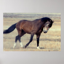 Utah Wild Mustang Print