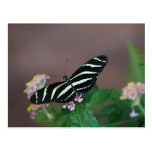 utterfly butterflies postcards
