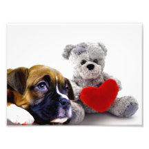 Valentine's boxer puppy photo print
