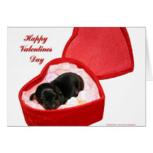Valentines Day Doxie Card