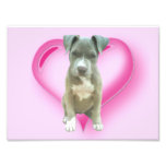 Valentines Pitbull puppy Photo
