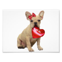 Valentin's French Bulldog puppy Art Photo