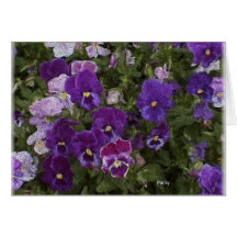van gross etc 025 greeting cards