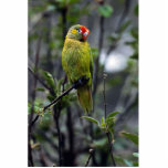 Varied lorikeet, Australia Cut Out