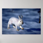 Varying Hare/Snowshoe Rabbit on open snow Posters