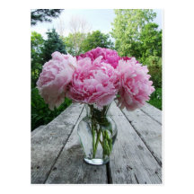 Vase of Pink Peonies Postcards