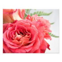 Velvety Pink Roses Photograph