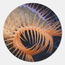 Venus Flytrap Sea Anemone Round Sticker