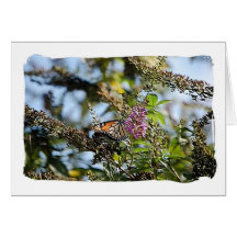 Very nice Butterfly4 Greeting Card