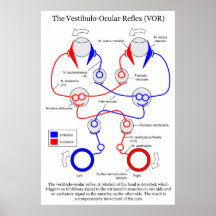 Vestibulo Ocular Reflex VOR Eye Movement Stabilise Posters